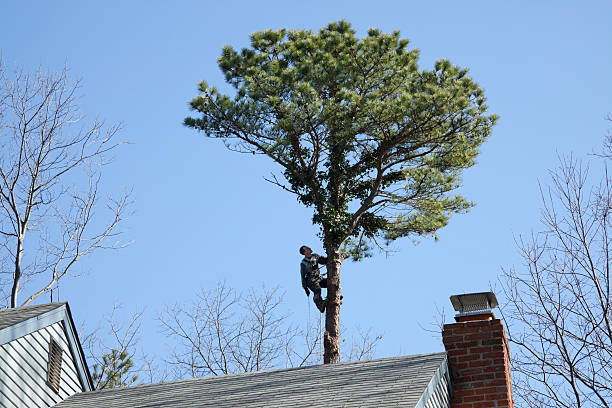 Best Hazardous Tree Removal  in USA